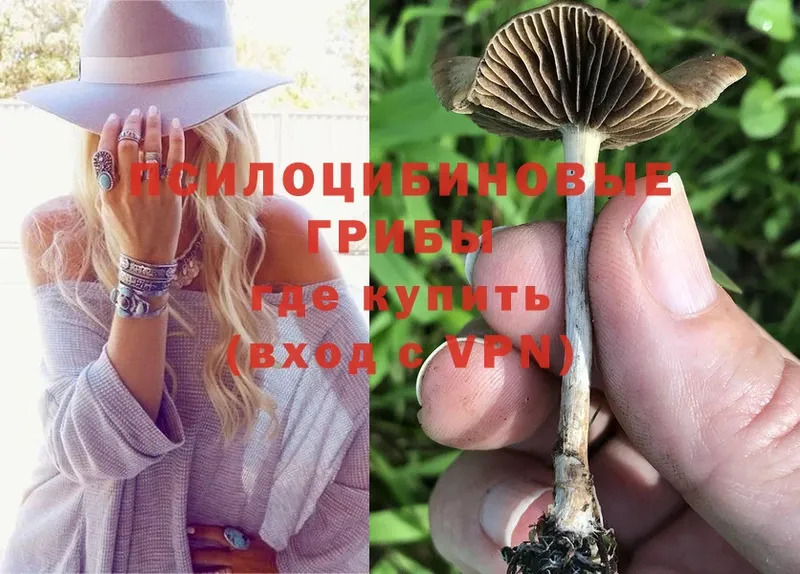 Галлюциногенные грибы Psilocybine cubensis  Пушкино 